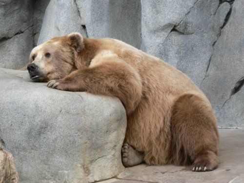 fed up bear